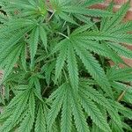 Cannabis indica Hostoa