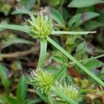 Cyperus hortensis Fruit