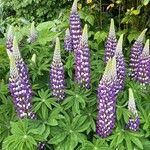 Lupinus polyphyllus Квітка