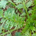 Lepidium bonariense Feuille