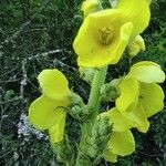 Verbascum phlomoides Floare
