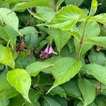 Weigela florida 葉