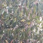 Prunus lusitanica Лист