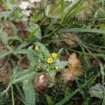 Amsinckia menziesii Flower