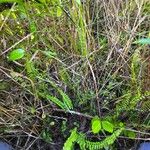 Lindsaea stricta Habit