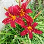 Hemerocallis minor Flower