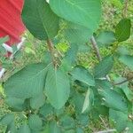 Amelanchier canadensis Foglia