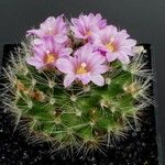 Mammillaria tepexicensis Агульны выгляд