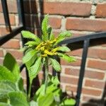 Rudbeckia hirtaLehti