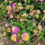 Lantana camaraBlüte