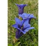 Gentiana acaulisFlower