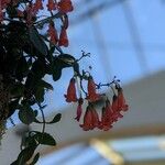 Bryophyllum manginii Çiçek