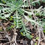 Centaurea calcitrapa Leaf