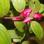 Cavendishia bracteata 花