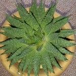 Aristaloe aristata Lapas