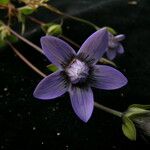 Comastoma pedunculatum Flor