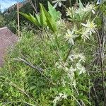 Clematis ligusticifolia Çiçek