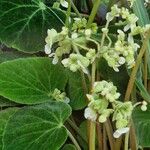 Begonia imperialis Flower