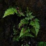 Dryopteris aemula List