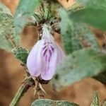 Justicia heterocarpa Bloem