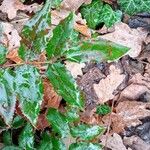 Mahonia aquifolium Folla