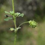 Medicago rigidula Mosusu