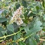 Buddleja asiatica Цвят