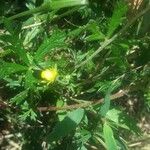 Potentilla intermedia Leaf