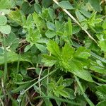 Potentilla erecta Hoja