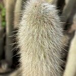 Cleistocactus hyalacanthus Liść
