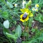 Ophrys lutea Bloem