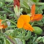 Lotus glaucus 花