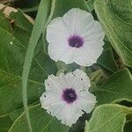 Astripomoea lachnosperma फूल