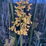 Schoenoplectus californicus Leaf