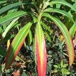 Euphorbia mellifera Lapas