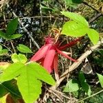 Passiflora coccinea 葉