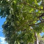 Castanospermum australe Лист