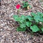 Pelargonium zonaleFolha