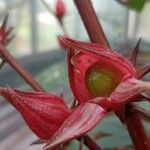 Hibiscus sabdariffa Fruit