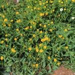 Calendula arvensisFlower