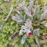 Pardoglossum cheirifolium Flower