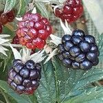 Rubus nemoralis Fruit