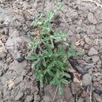 Filago pyramidata Tabia