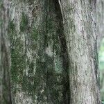 Nuxia verticillata Casca