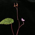 Begonia picta Агульны выгляд