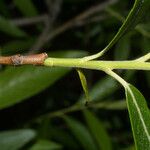 Salix sericea Corteza