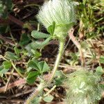 Trifolium cherleri Levél