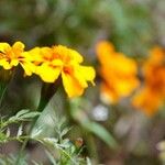 Tagetes tenuifolia Flower