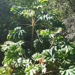 Tetrapanax papyrifer 叶