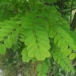 Robinia hispidaЛіст